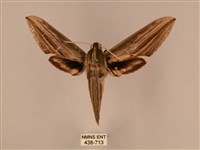 藏品(棕綠背線天蛾)的圖片