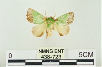 藏品(素木綠刺蛾)的圖片