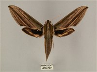 藏品(棕綠背線天蛾)的圖片