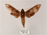 藏品(雙斑白肩天蛾)的圖片