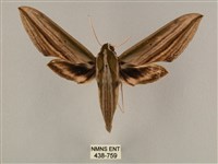 藏品(棕綠背線天蛾)的圖片