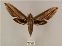 藏品(棕綠背線天蛾)的圖片