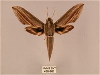 藏品(棕綠背線天蛾)的圖片