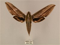 藏品(棕綠背線天蛾)的圖片