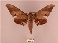 藏品(栗六點天蛾)的圖片