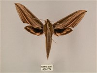 藏品(棕綠背線天蛾)的圖片