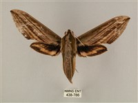 藏品(棕綠背線天蛾)的圖片