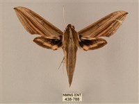 藏品(棕綠背線天蛾)的圖片