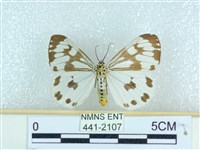 藏品(粉蝶燈蛾)的圖片