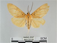 藏品(橙擬燈蛾)的圖片