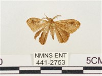 藏品(小白紋毒蛾)的圖片