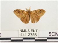 藏品(小白紋毒蛾)的圖片