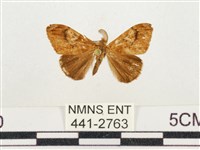 藏品(小白紋毒蛾)的圖片