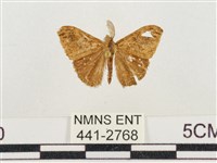 藏品(小白紋毒蛾)的圖片