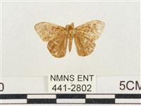 藏品(小白紋毒蛾)的圖片