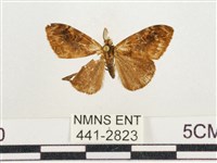 藏品(小白紋毒蛾)的圖片