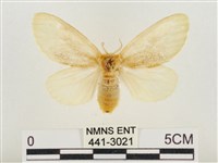 藏品(榕透翅毒蛾)的圖片