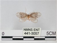 藏品(臺灣卵翅蛾)的圖片