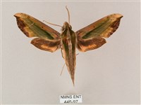 藏品(斜綠天蛾)的圖片