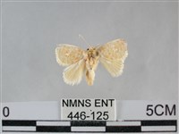 藏品(褐點仿眉刺蛾)的圖片