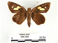 藏品(香蕉弄蝶)的圖片