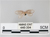 藏品(臺灣卵翅蛾)的圖片