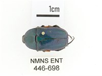 藏品(綠細騷金龜)的圖片