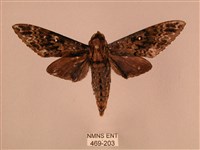 藏品(白星天蛾)的圖片