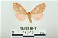 藏品(三色豔苔蛾)的圖片