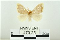 藏品(黑翅黃毒蛾)的圖片