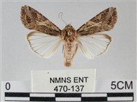 藏品(斜紋夜盜蛾)的圖片