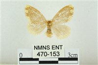 藏品(黑翅黃毒蛾)的圖片