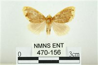 藏品(黑翅黃毒蛾)的圖片