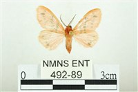 藏品(三條橙燈蛾)的圖片