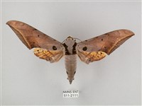 藏品(圓斑鷹翅天蛾)的圖片