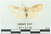 藏品(臺雪苔蛾)的圖片