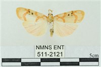 藏品(臺雪苔蛾)的圖片