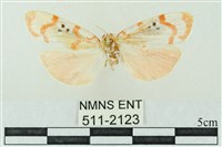 藏品(臺雪苔蛾)的圖片