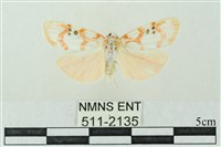 藏品(臺雪苔蛾)的圖片