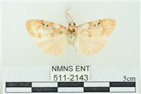 藏品(臺雪苔蛾)的圖片