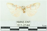 藏品(臺雪苔蛾)的圖片