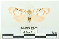 藏品(臺雪苔蛾)的圖片