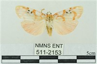 藏品(臺雪苔蛾)的圖片