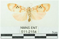 藏品(臺雪苔蛾)的圖片