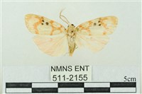 藏品(臺雪苔蛾)的圖片