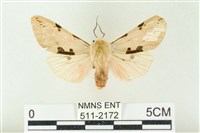 藏品(棍棒污燈蛾)的圖片