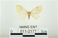 藏品(寬紋黃毒蛾)的圖片