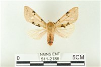 藏品(棍棒污燈蛾)的圖片