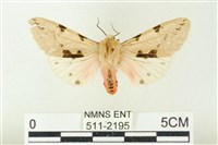 藏品(棍棒污燈蛾)的圖片