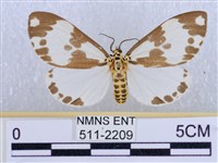 藏品(後凸蝶燈蛾)的圖片